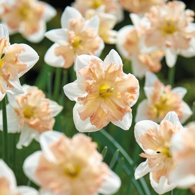 Narcissus 'Apple Pie'