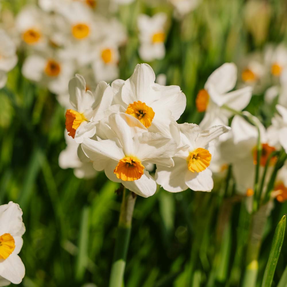 Narcissus 'Geranium'
