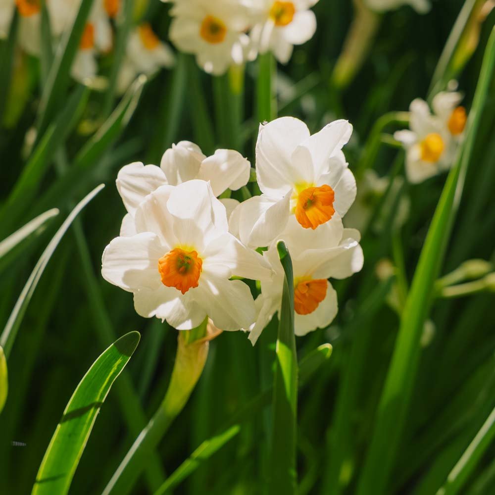 Narcissus 'Geranium'