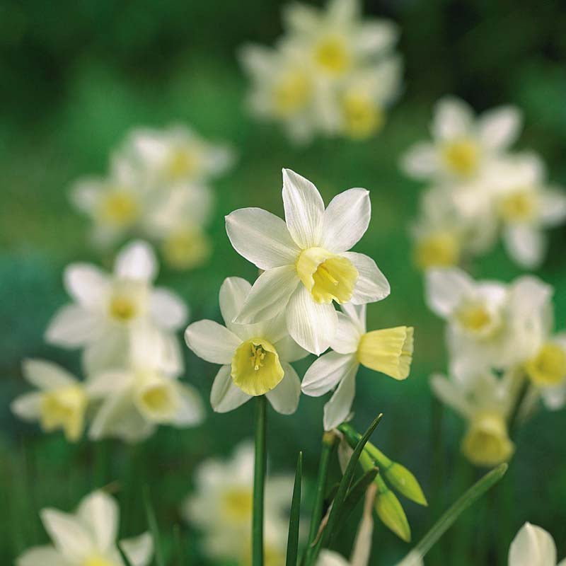 Narcissus 'Sail Boat'