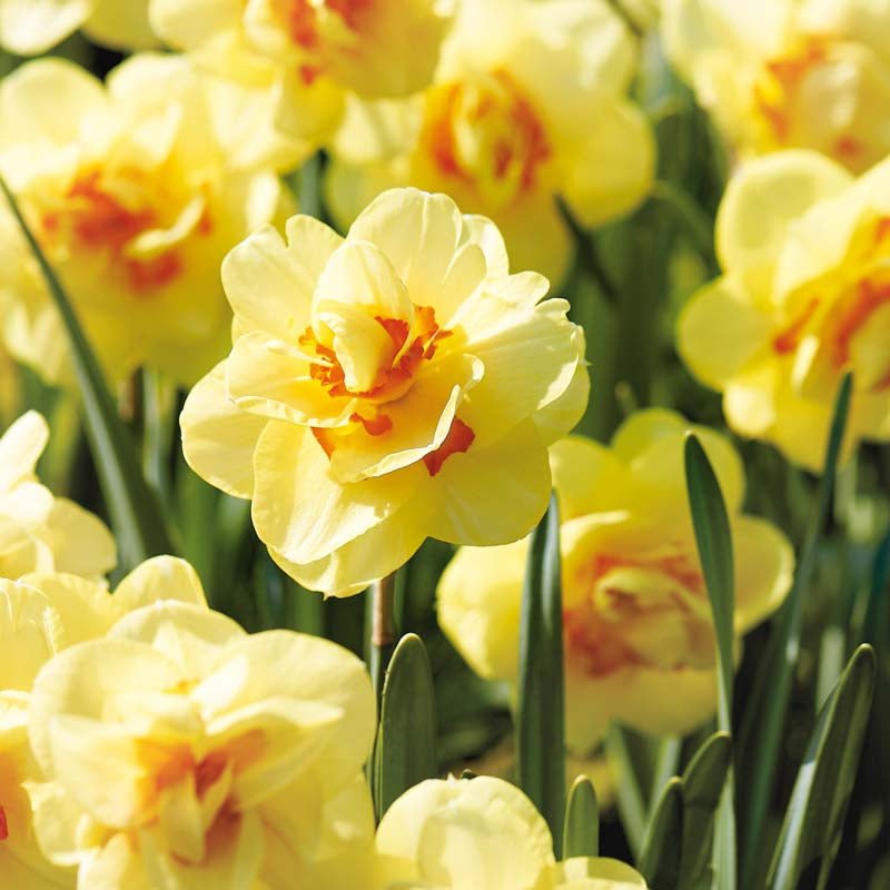 Narcissus 'Tahiti'