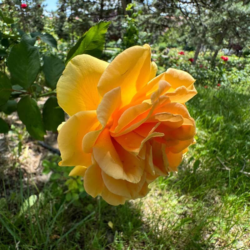 Rose 'Diamond Jubilee'