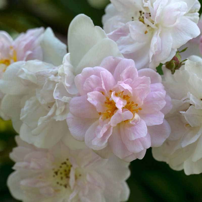 Rose 'Paul's Himalayan Musk'