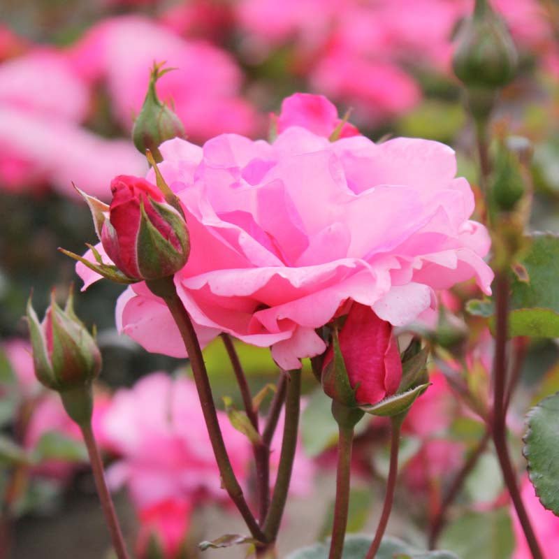 Rose 'Tom Tom'