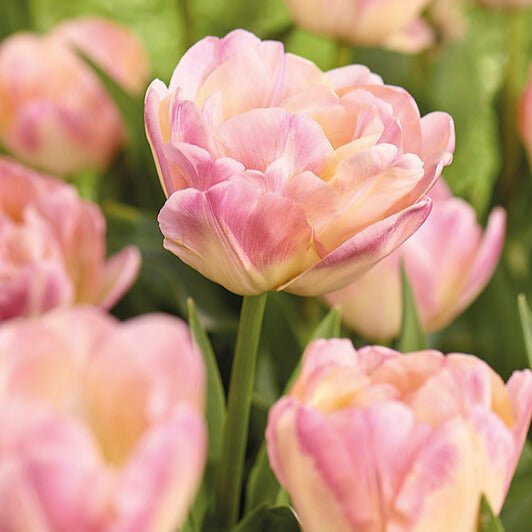 Tulipan 'Creme Upstar'