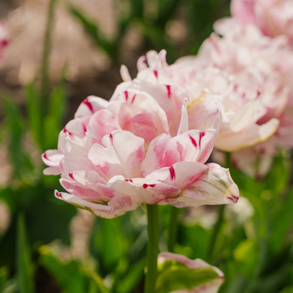 Tulipan 'Danceline'