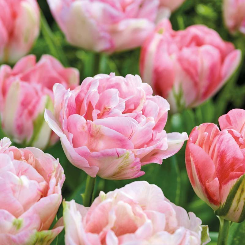 Tulipan 'Finola'