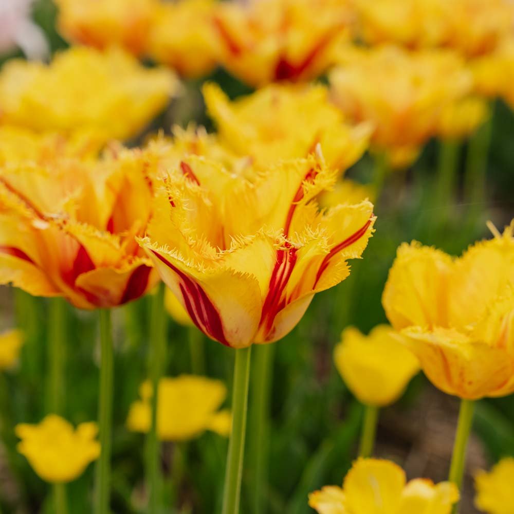 Tulipan 'Party Clown'