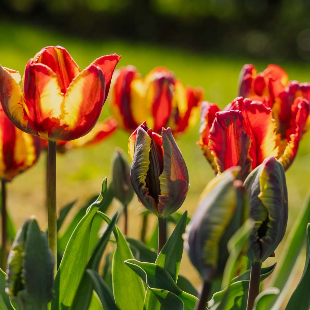 Tulipan 'Rasta Parrot'
