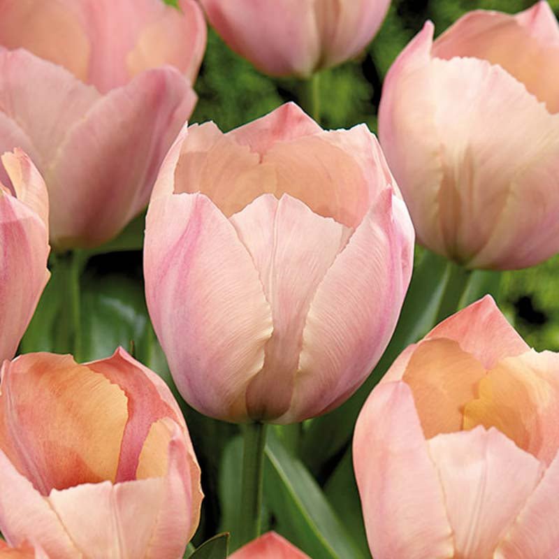 Tulipan 'Salmon van Eijk'