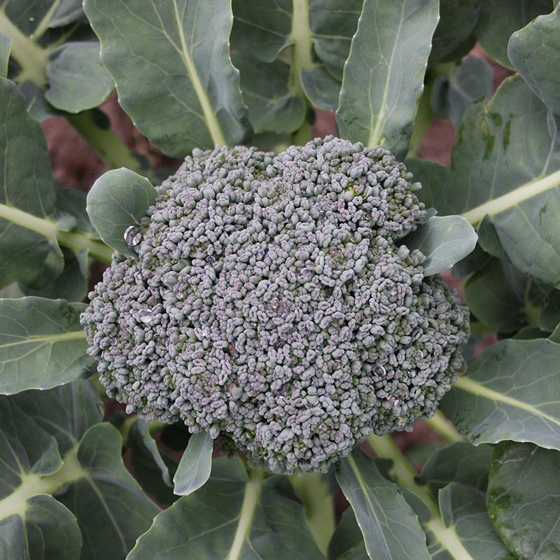 Broccoli frø 'Green Calabrese' – 50 Økologiske Frø