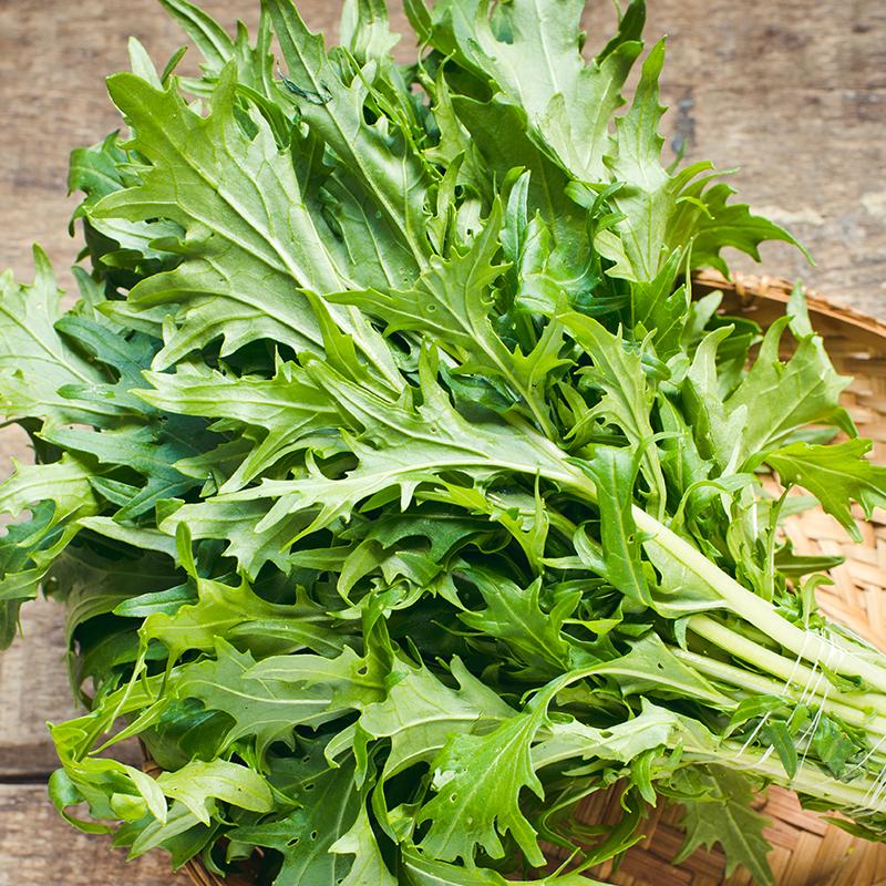 Salat frø 'Mizuna' – 100 Økologiske Frø
