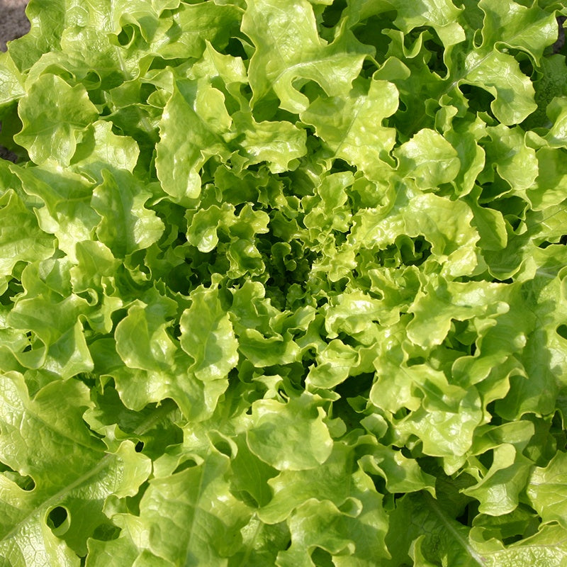 Salat frø 'Salad Bowl' – 100 Økologiske Frø