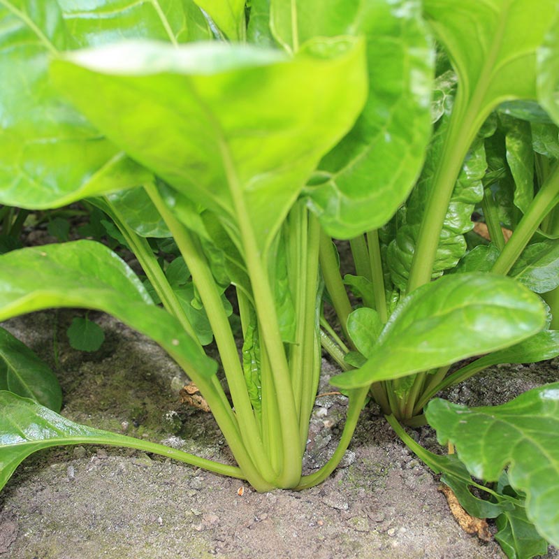 Evighedsspinat 'Perpetual Spinach' – 50 Økologiske Frø