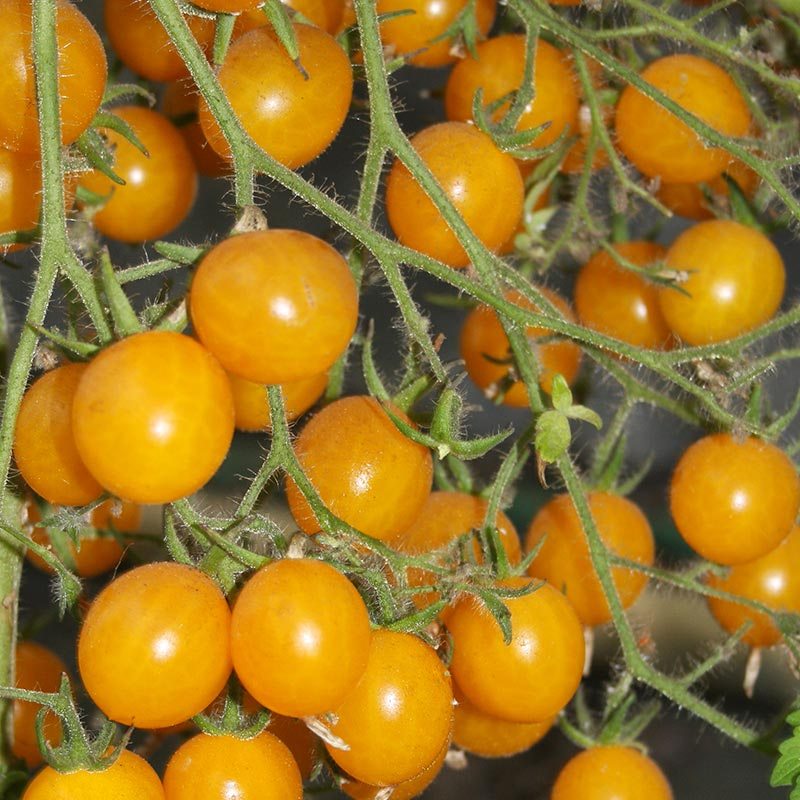 Cherrytomatfrø 'Yellow Clemetine' – 20 Økologiske Frø