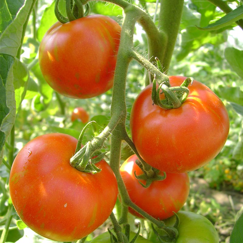 Tomat frø 'Tigerella Bicolore' - 40 Økologiske Frø