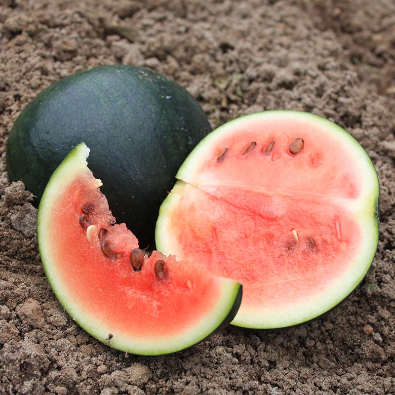Vandmelon frø 'Sugar Baby' – 5 Økologiske Frø