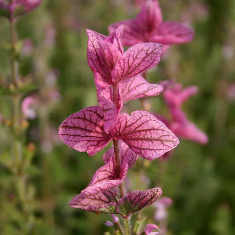 Salvia Viridis frø 'Pink' – 100 Økologiske Frø