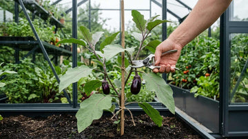 Beskæring af aubergine - Bland Selv Frø
