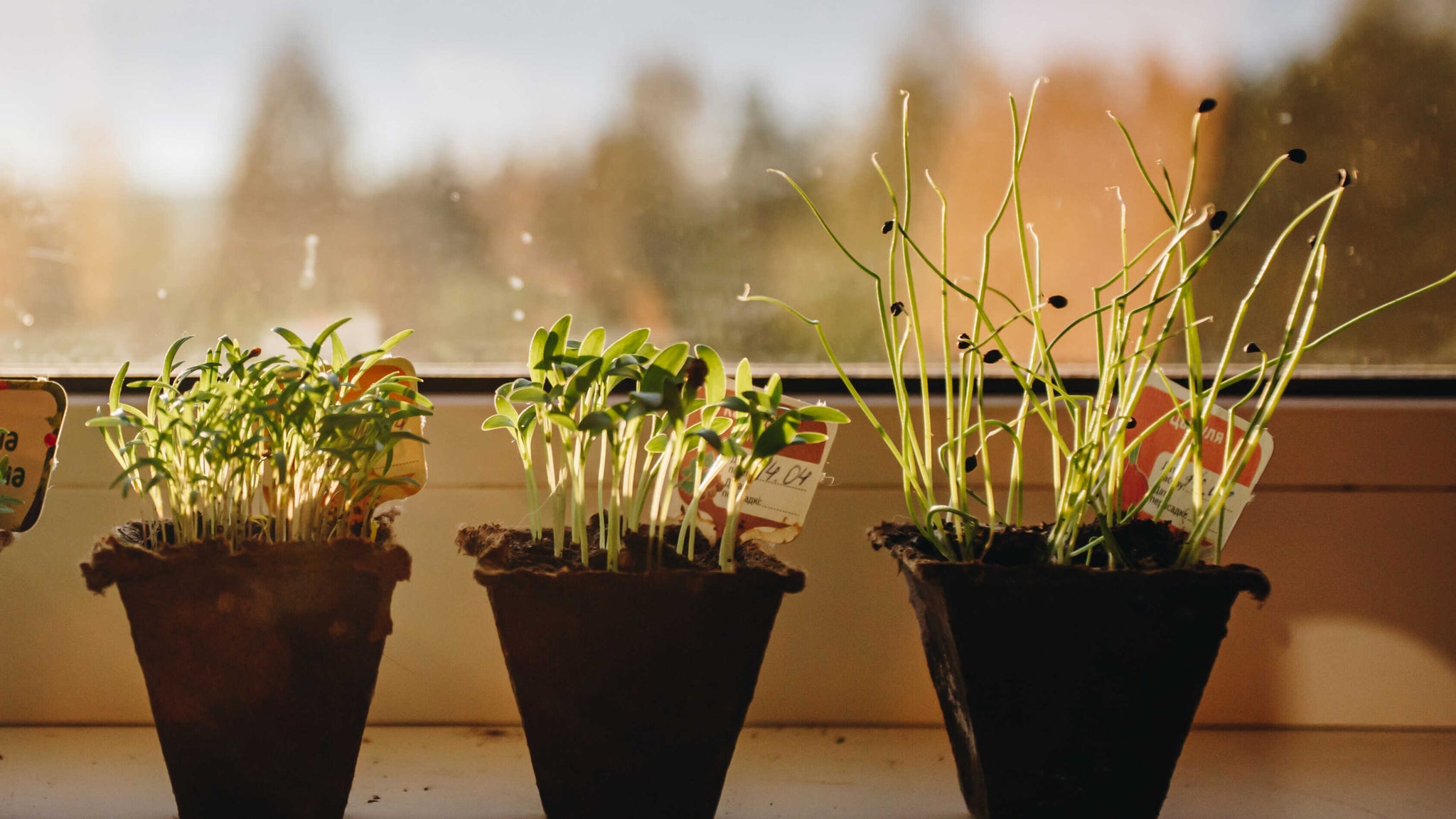 Planter til vindueskarm