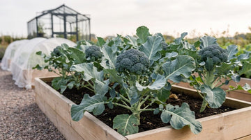 Dyrkning af broccoli - Bland Selv Frø