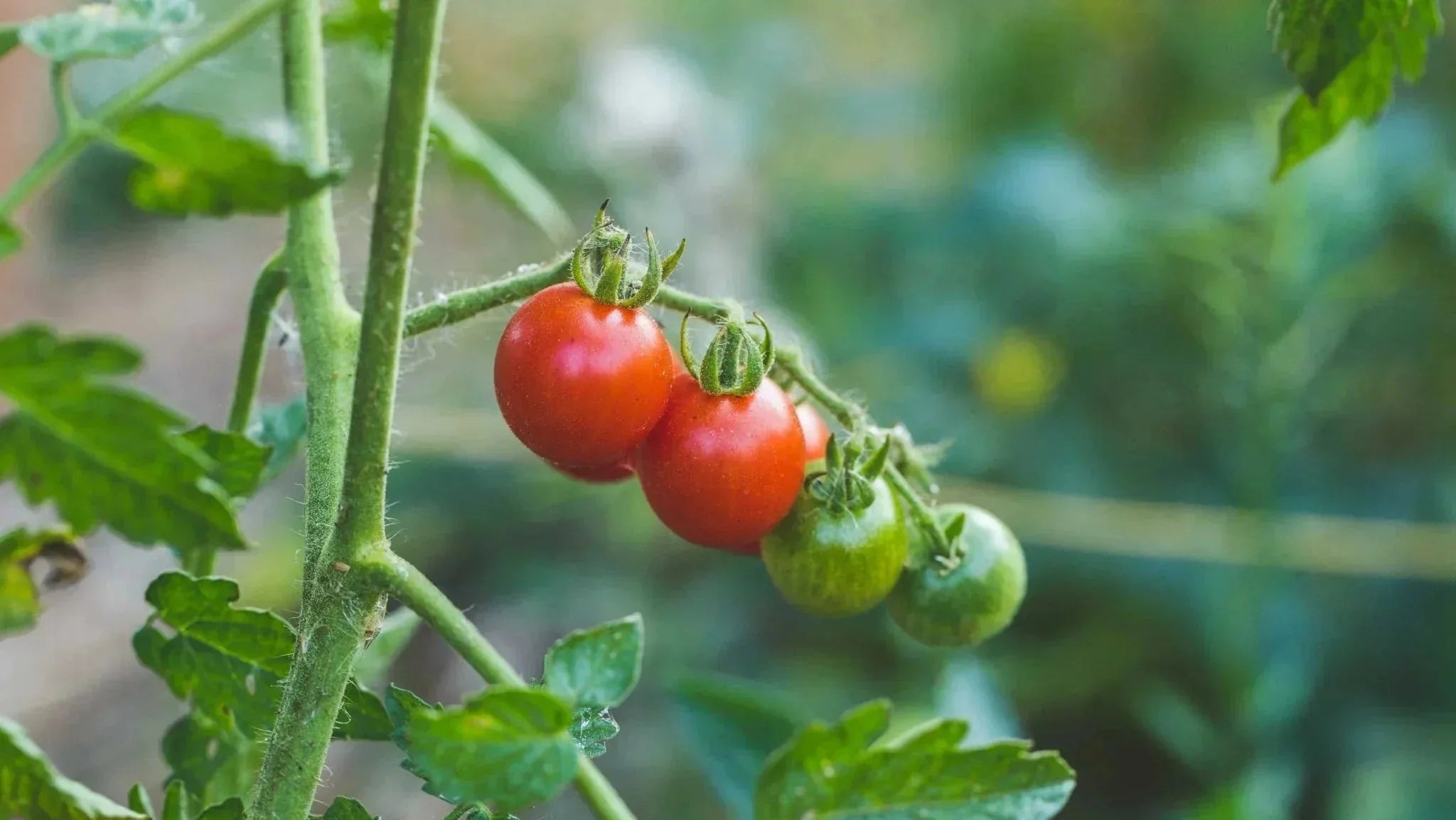 Dyrkning af cherrytomater - Bland Selv Frø