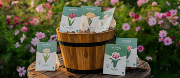 Guide og gode råd til at plante tulipanløg - Bland Selv Frø