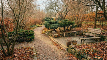 Haven i november - Bland Selv Frø