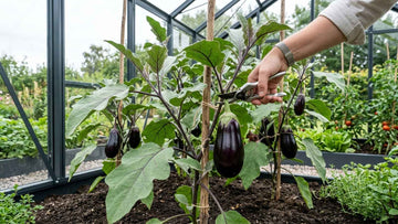 Høst af aubergine - Bland Selv Frø