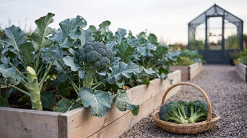Høst af broccoli - Bland Selv Frø