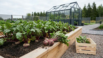 Høst af rødbeder - Bland Selv Frø