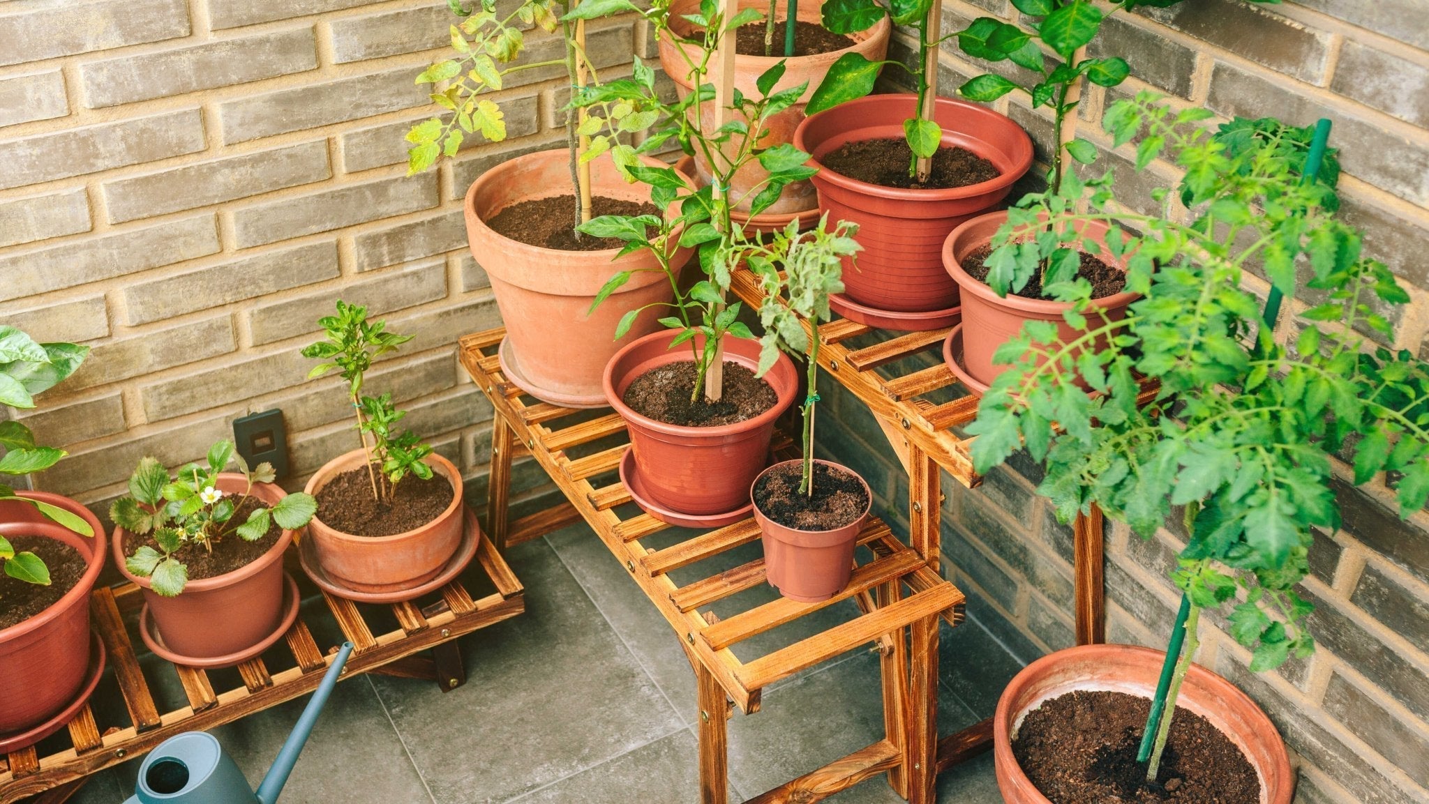 Hvad kan jeg dyrke på altanen? - Bland Selv Frø