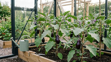 Hvordan sår man aubergine? - Bland Selv Frø