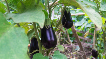 Hvordan sår man aubergine? - Bland Selv Frø