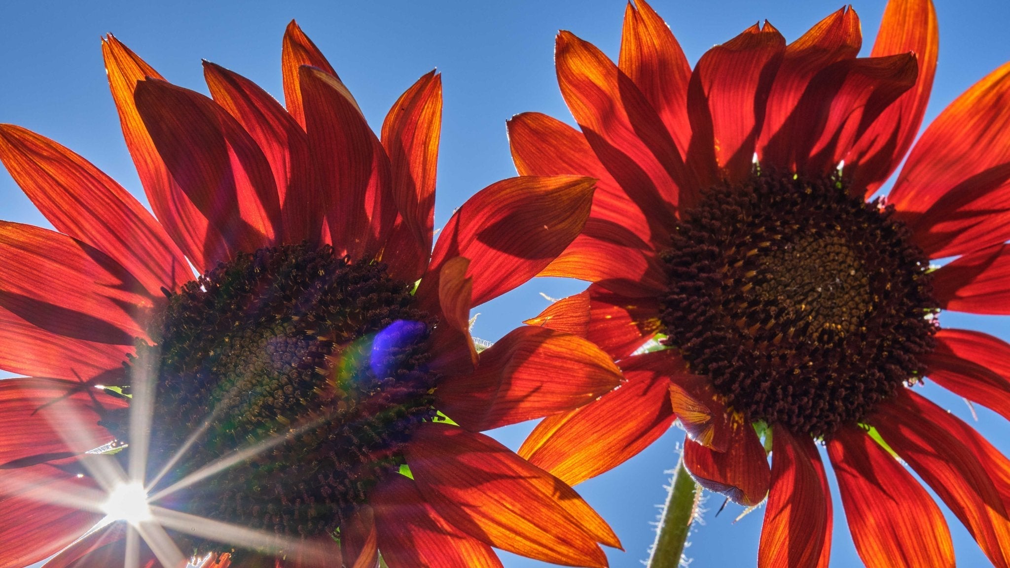 Hvordan sår man blomsterfrø? - Bland Selv Frø