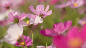 Hvornår kan jeg så mine blomsterfrø? - Bland Selv Frø