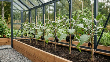 Planteafstand for auberginer - Bland Selv Frø
