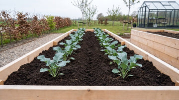 Planteafstand for broccoli - Bland Selv Frø