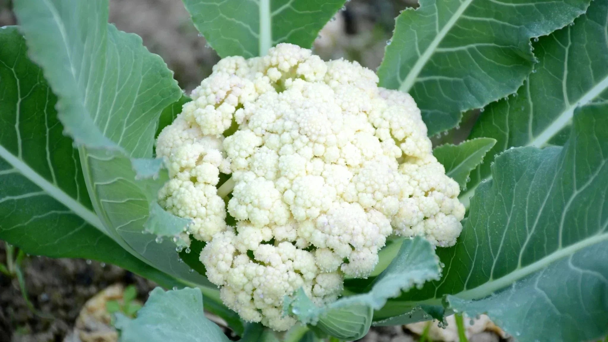 Såning af blomkål - Bland Selv Frø