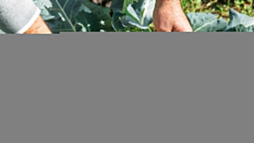 Såning af broccoli - Sådan gør du - Bland Selv Frø