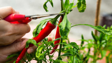 Såning af chili frø - Sådan dyrker du chili - Bland Selv Frø