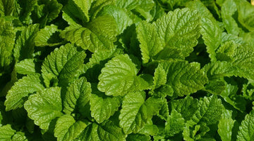 Såning af citronmelisse - Bland Selv Frø