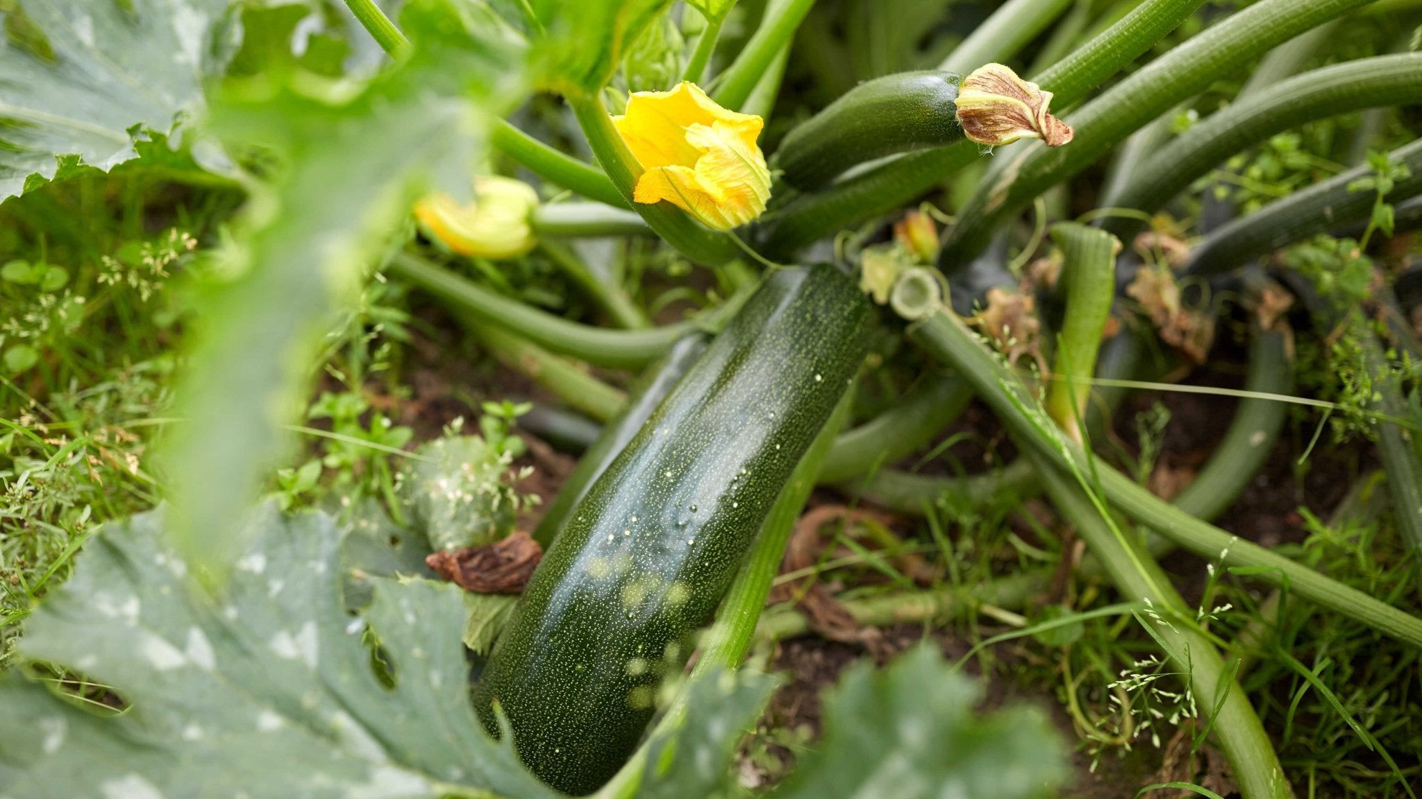 Såning af squash - Bland Selv Frø
