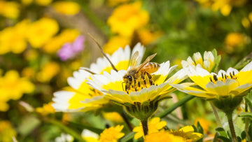 Såning af vilde blomster - Bland Selv Frø
