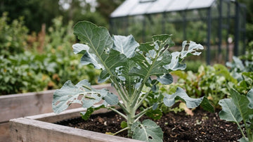 Sygdomme hos broccoliplanter - Bland Selv Frø