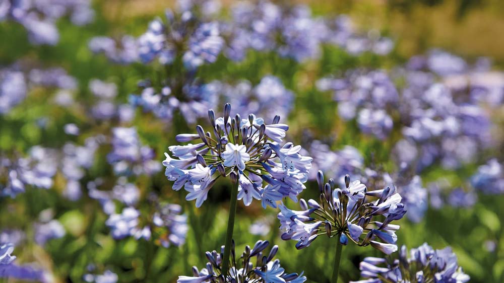 Afrikanske skærmliljer - Bland Selv Frø