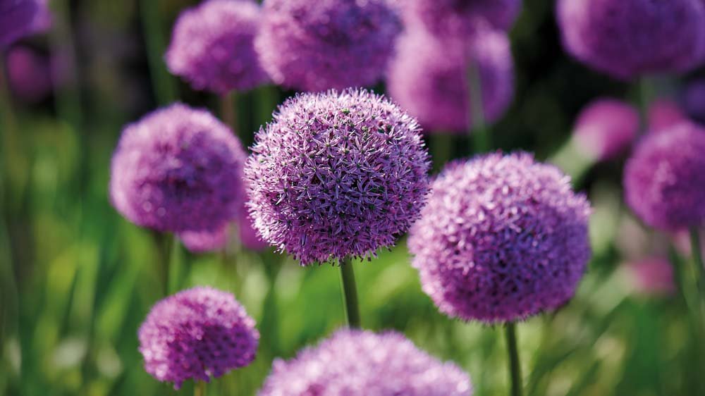 Allium millenium - Bland Selv Frø