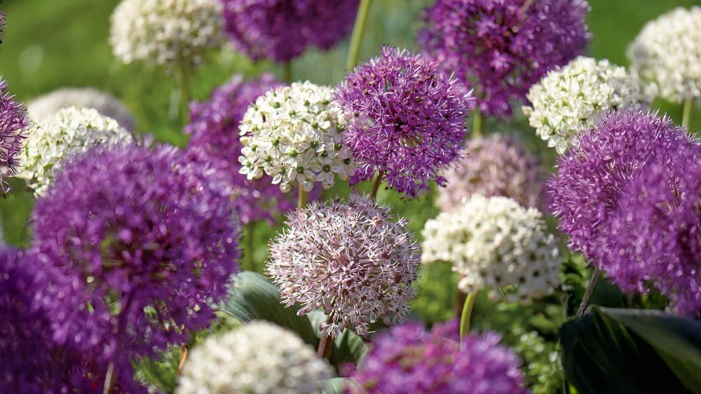 Allium mix - Bland Selv Frø