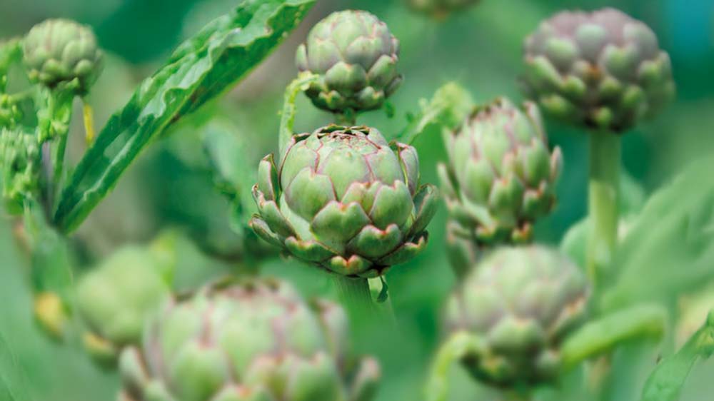 Artiskok - Bland Selv Frø