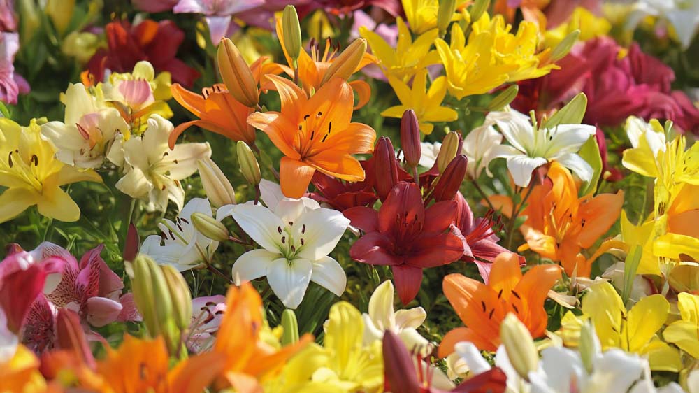 Asiatiske liljer - Bland Selv Frø